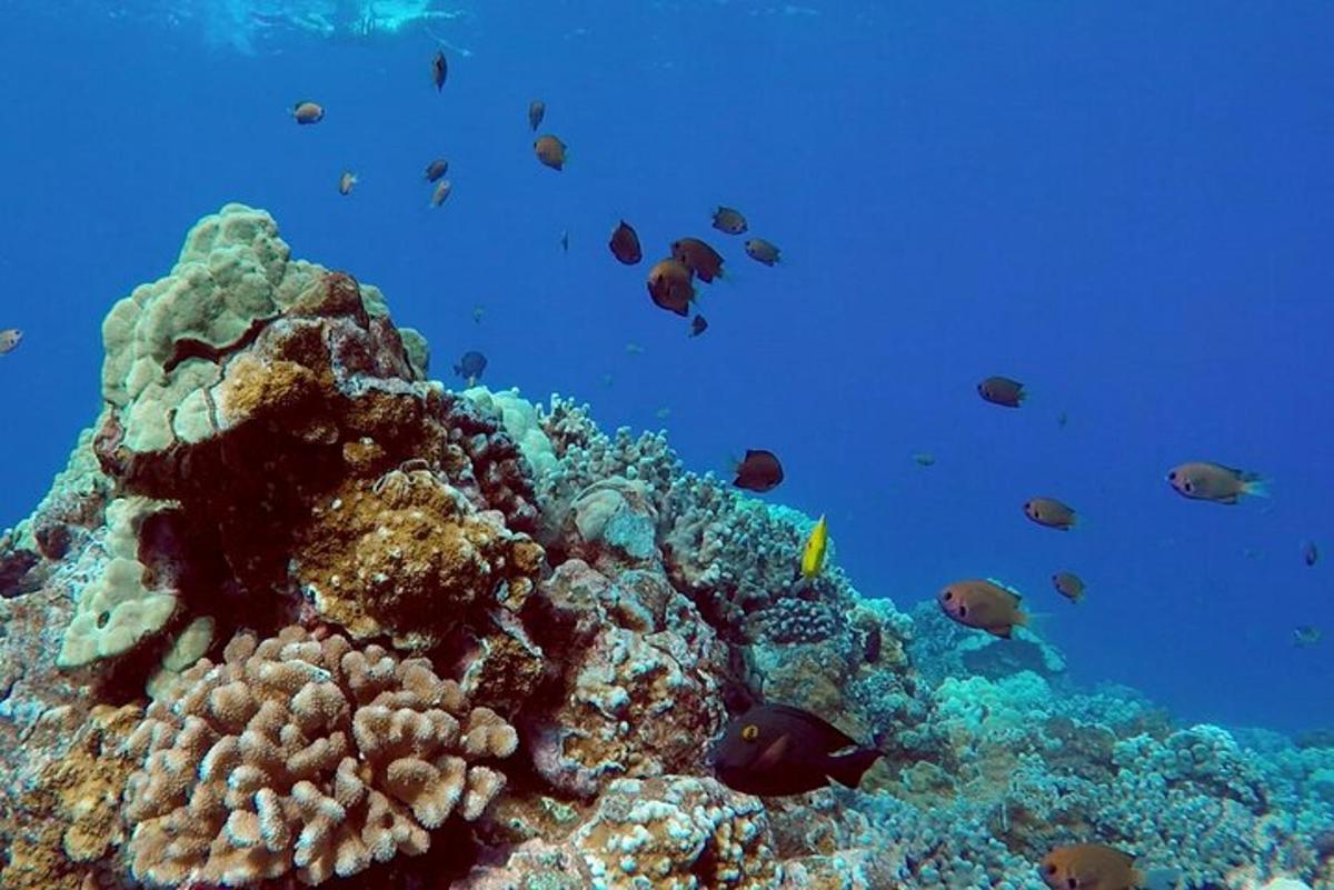 a coral reef with fish in the ocean