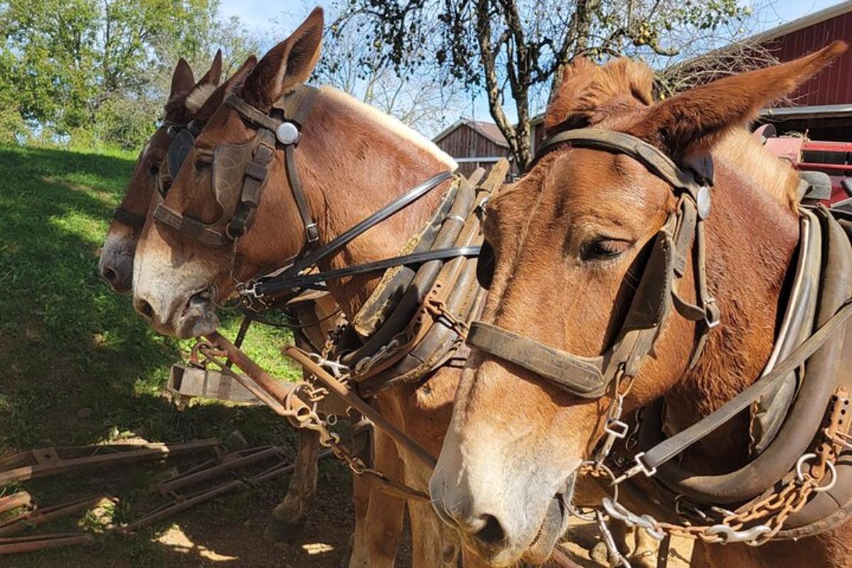 two horses are tied up to a fence