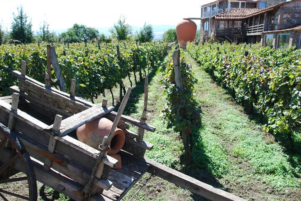 un banc de fusta en una vinya amb un raïm
