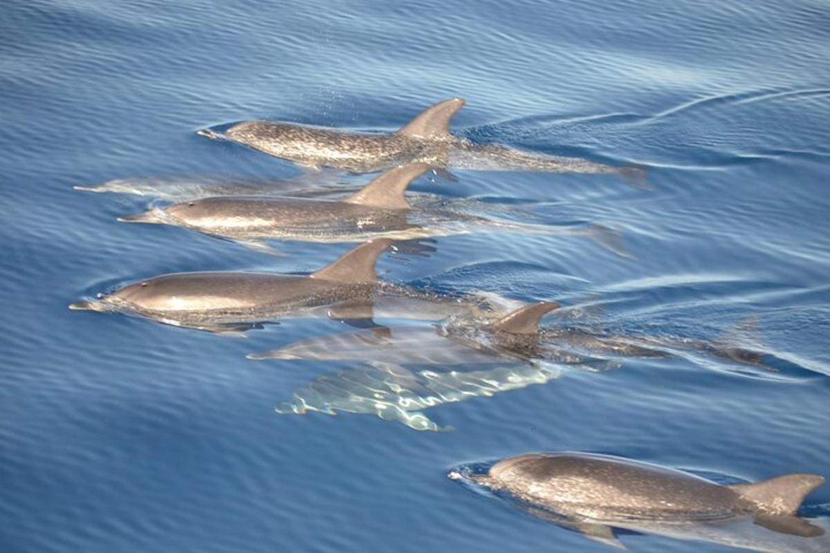 egy csoport delfin úszik a vízben