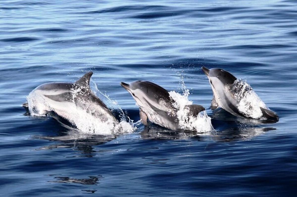 un gruppo di delfini che nuotano nell'acqua