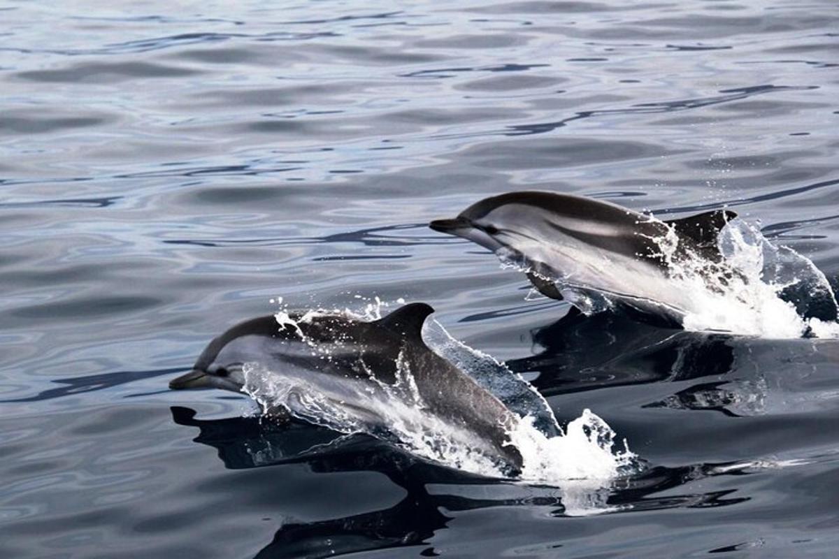 due delfini che nuotano nell'acqua
