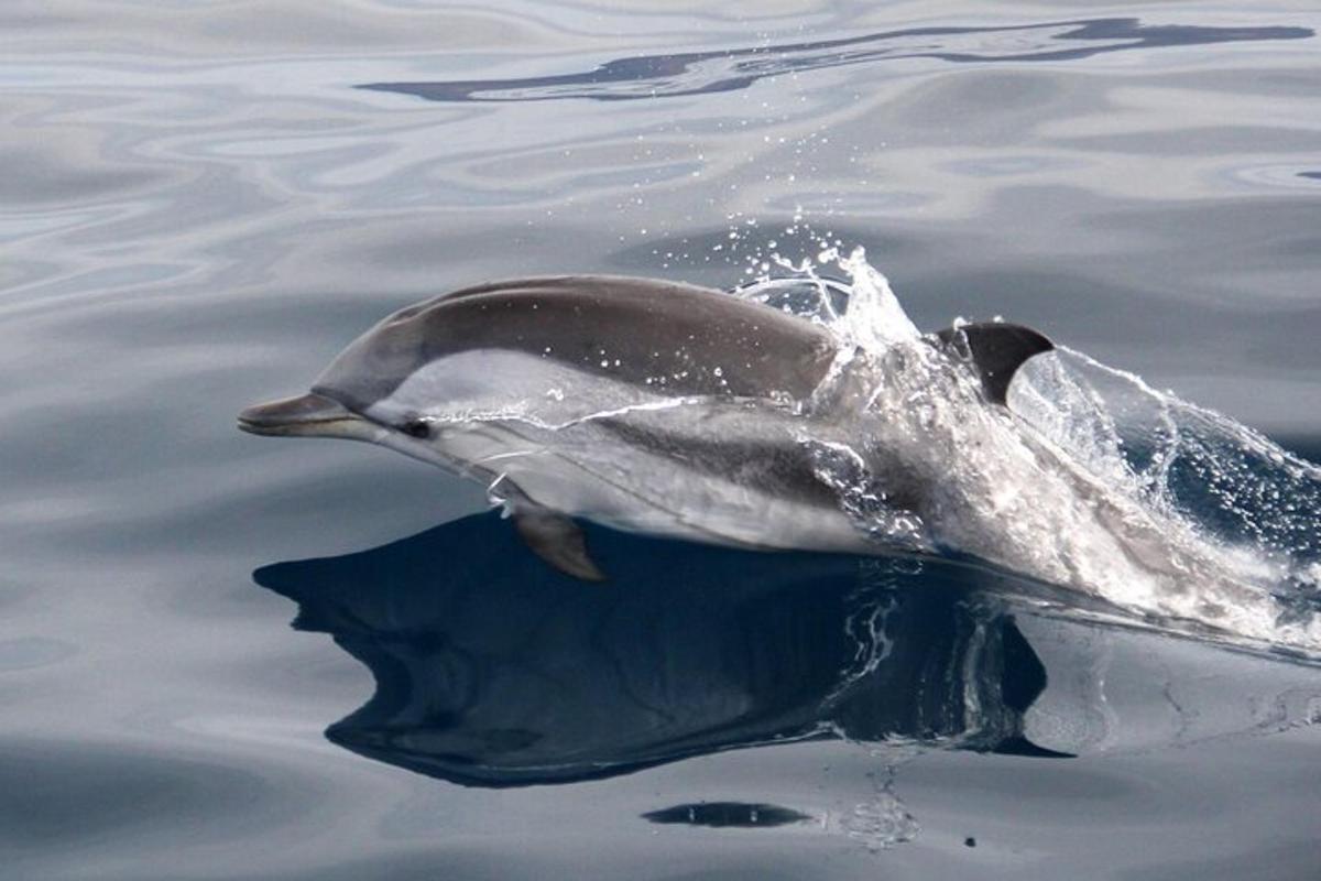 un delfino sta nuotando nell'acqua