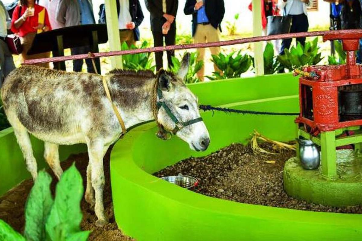 a donkey standing in the dirt next to a bird bath