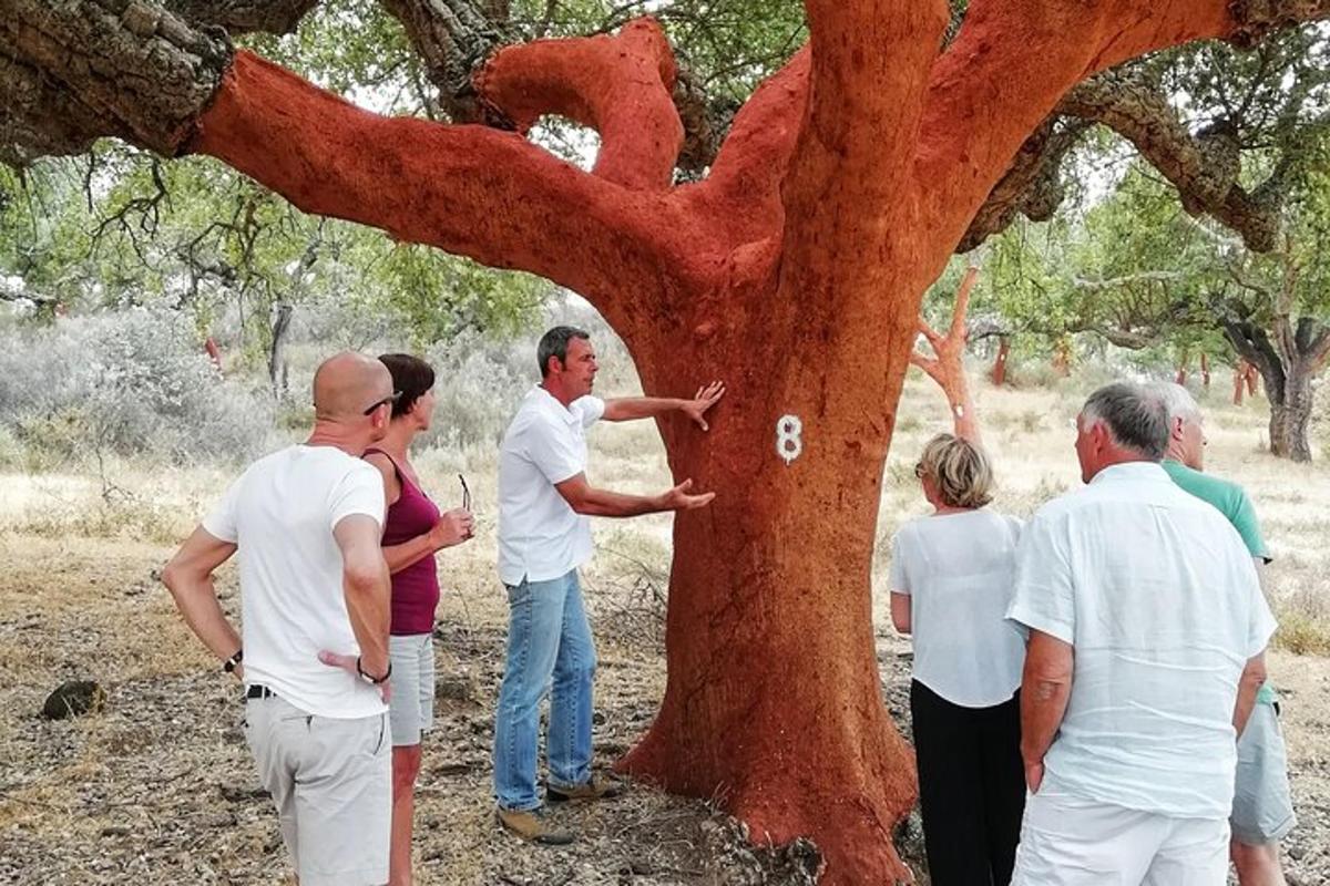 תמונה מספר 4 של האטרקציה