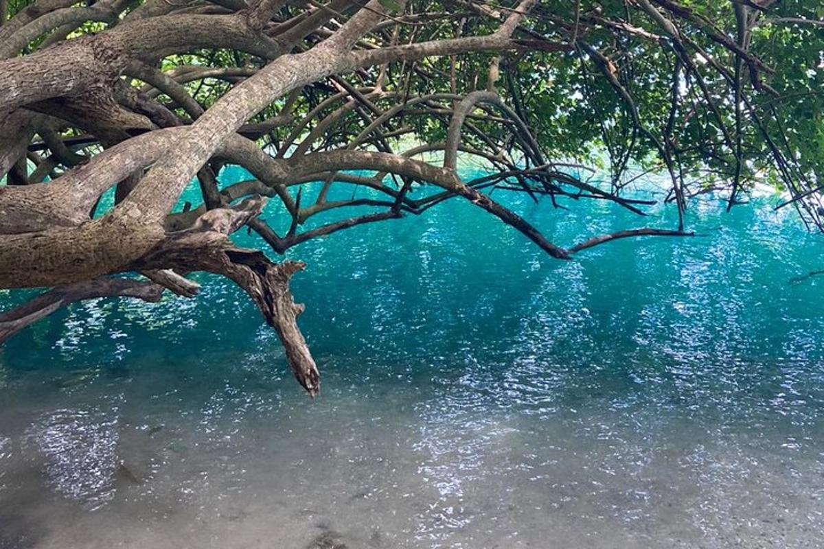 cabang pohon di depan badan air