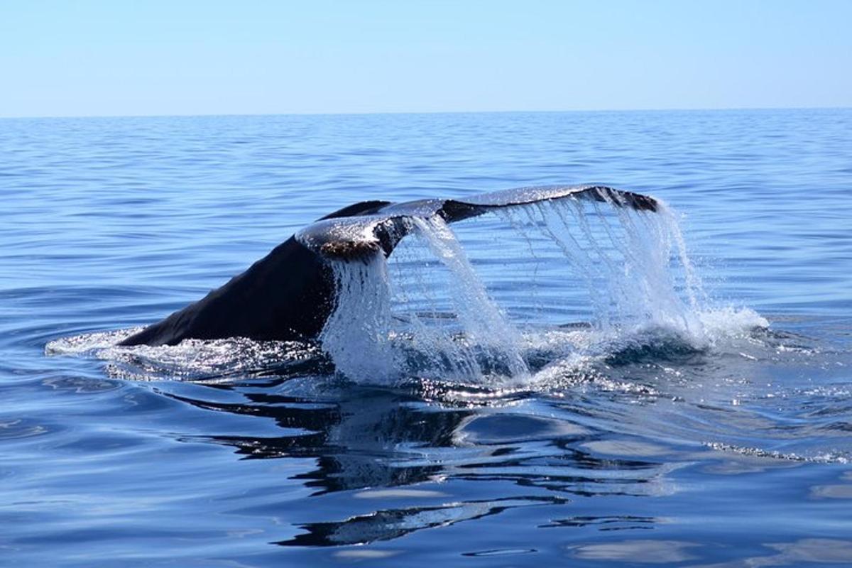 een walvis spettert in het water