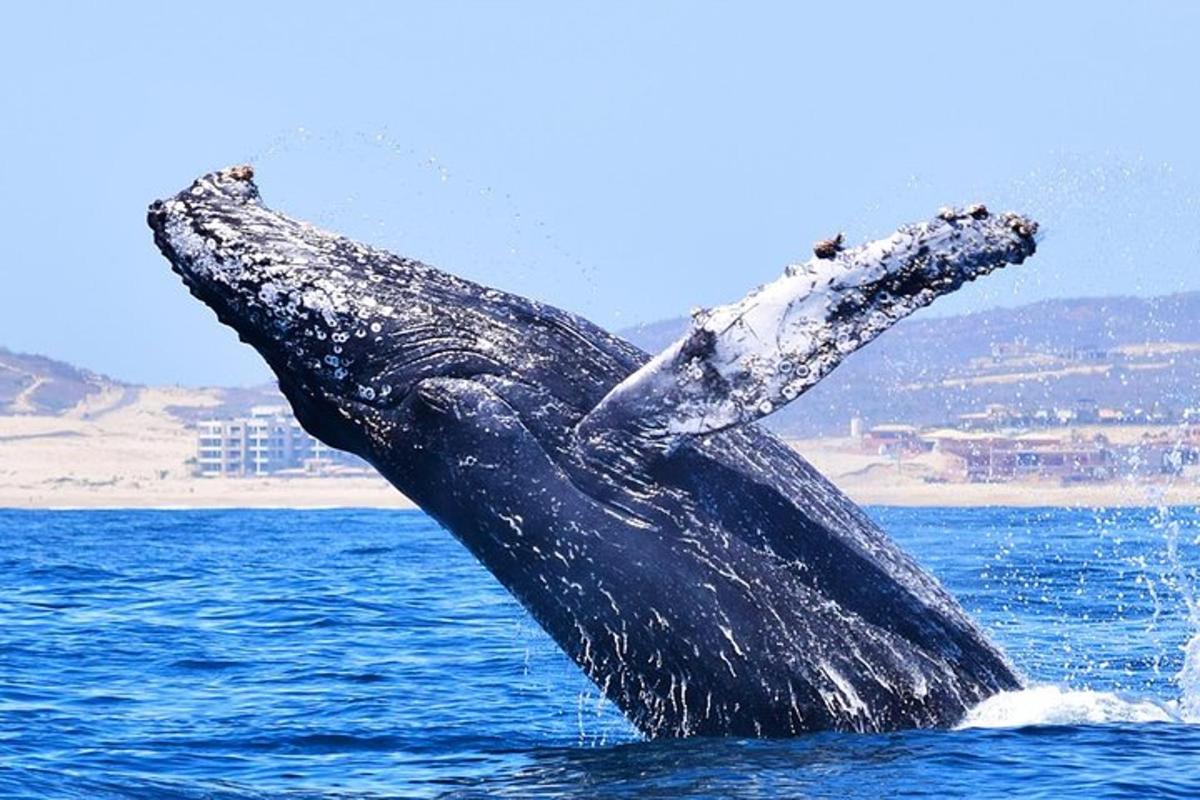 a humpback whale jumping out of the water