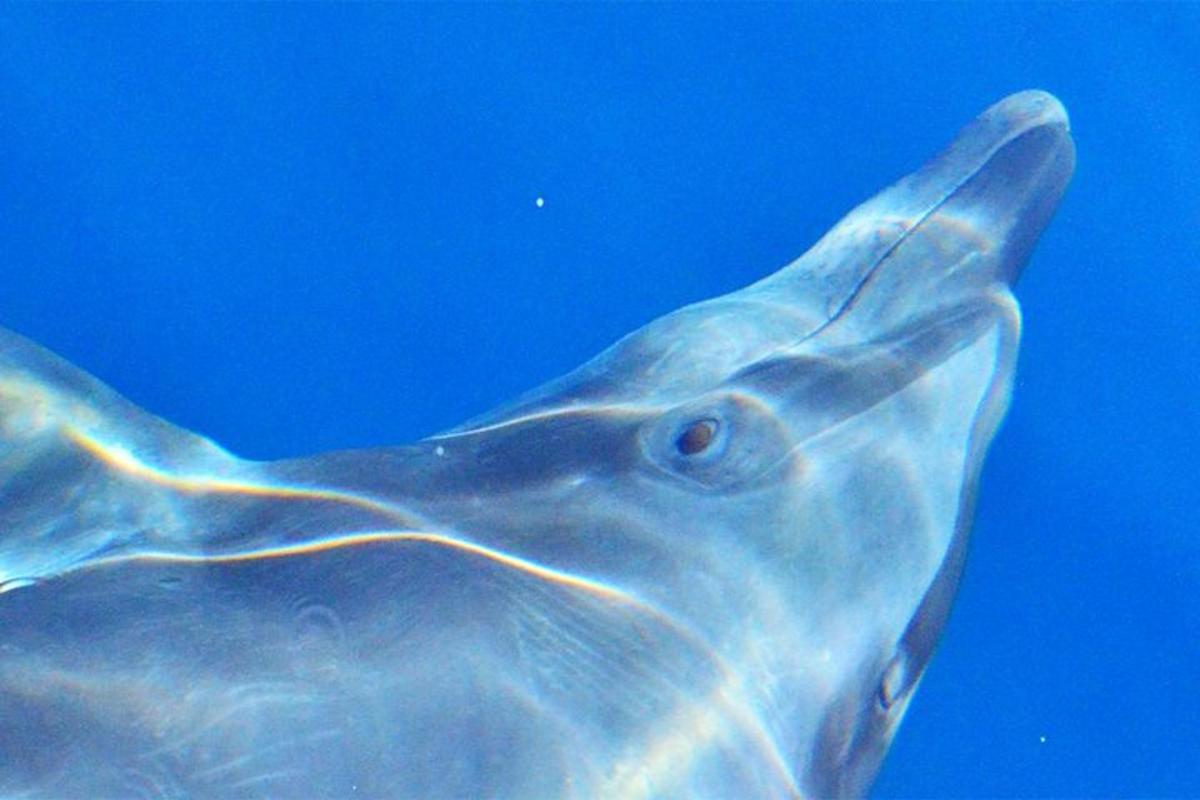 un primo piano di un delfino blu nell'acqua