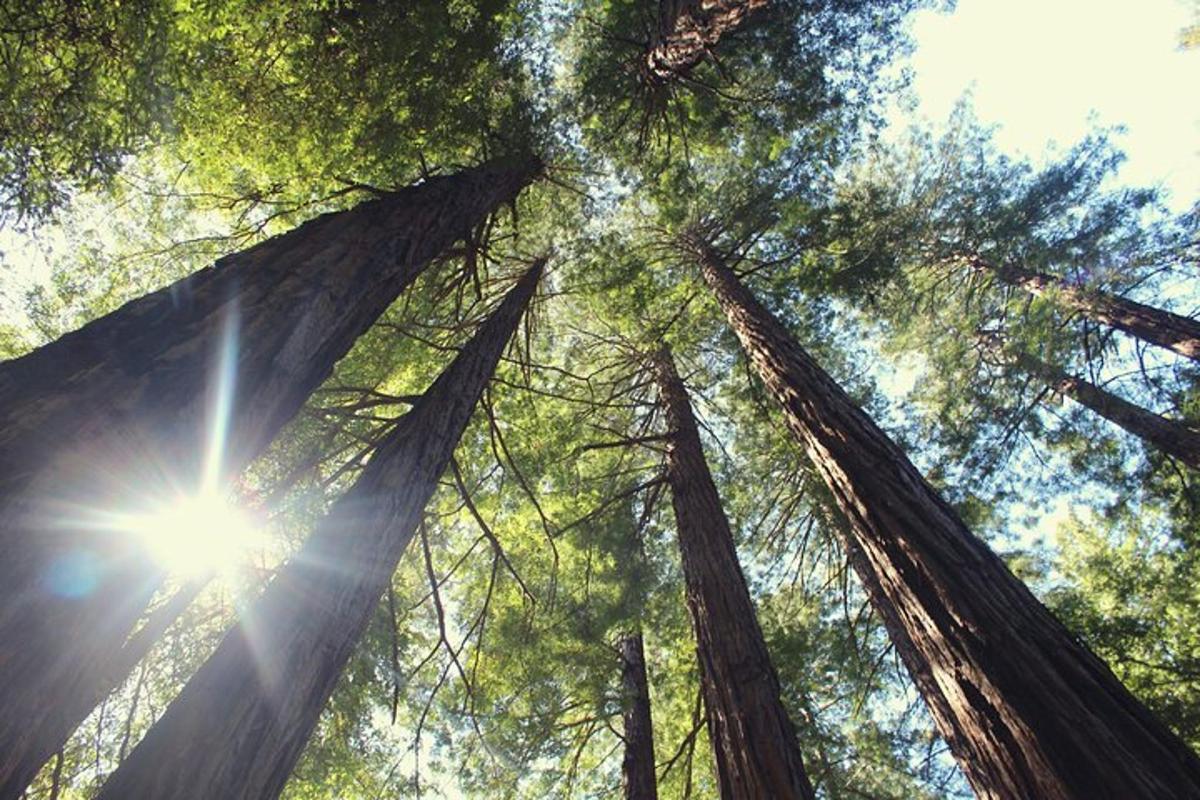 una vista del sol brillant a través dels arbres
