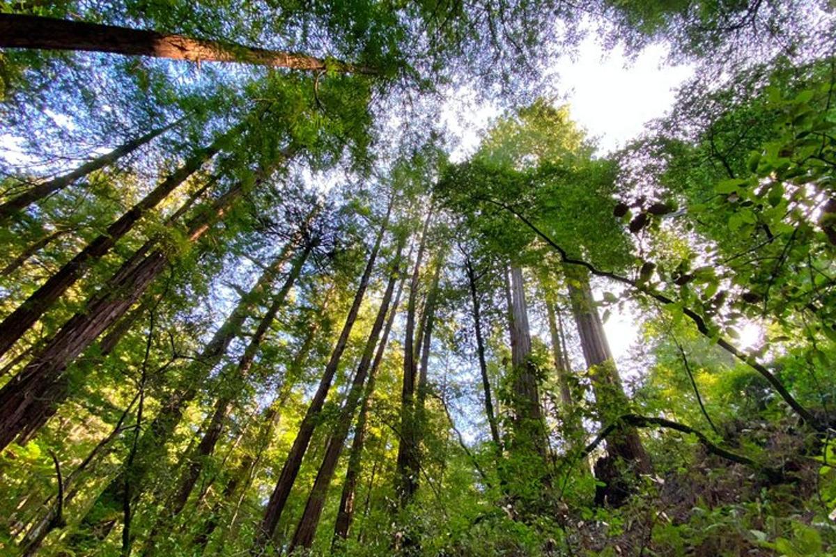 hutan pokok tinggi mendongak ke langit
