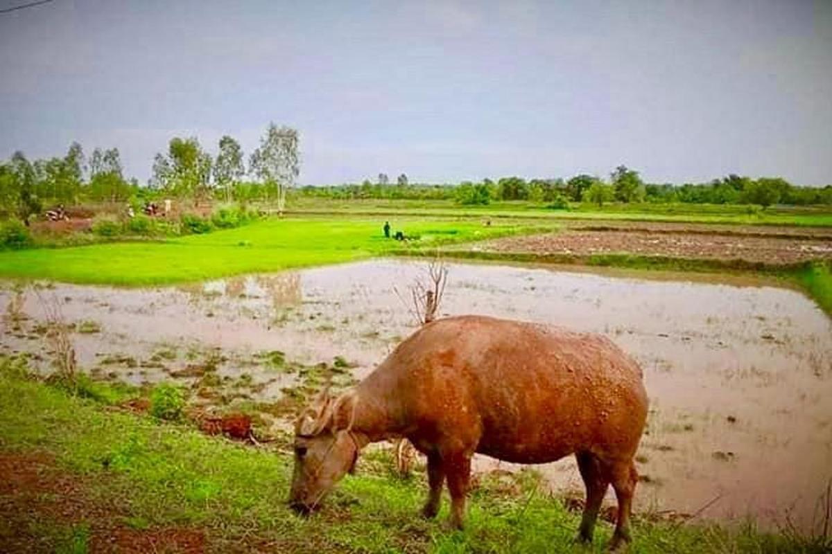 un toro al pascolo in un campo vicino a una pozzanghera d'acqua