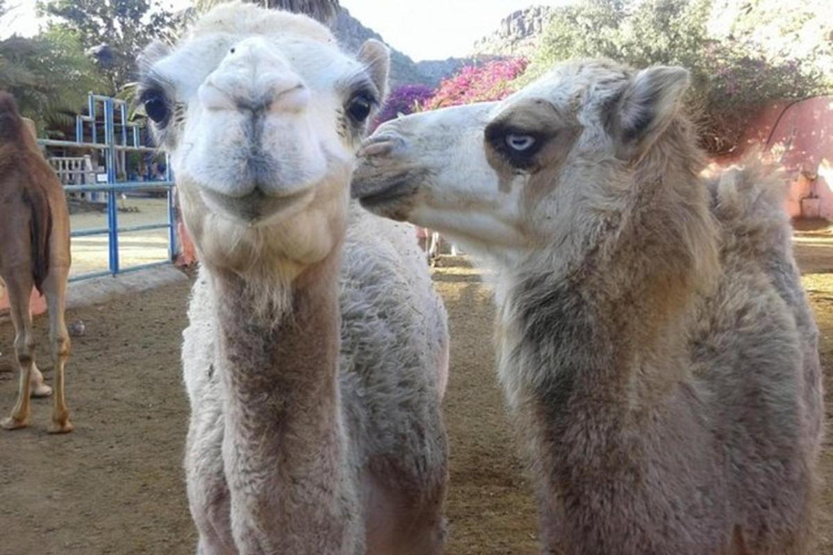 due lama sono in piedi uno accanto all'altro