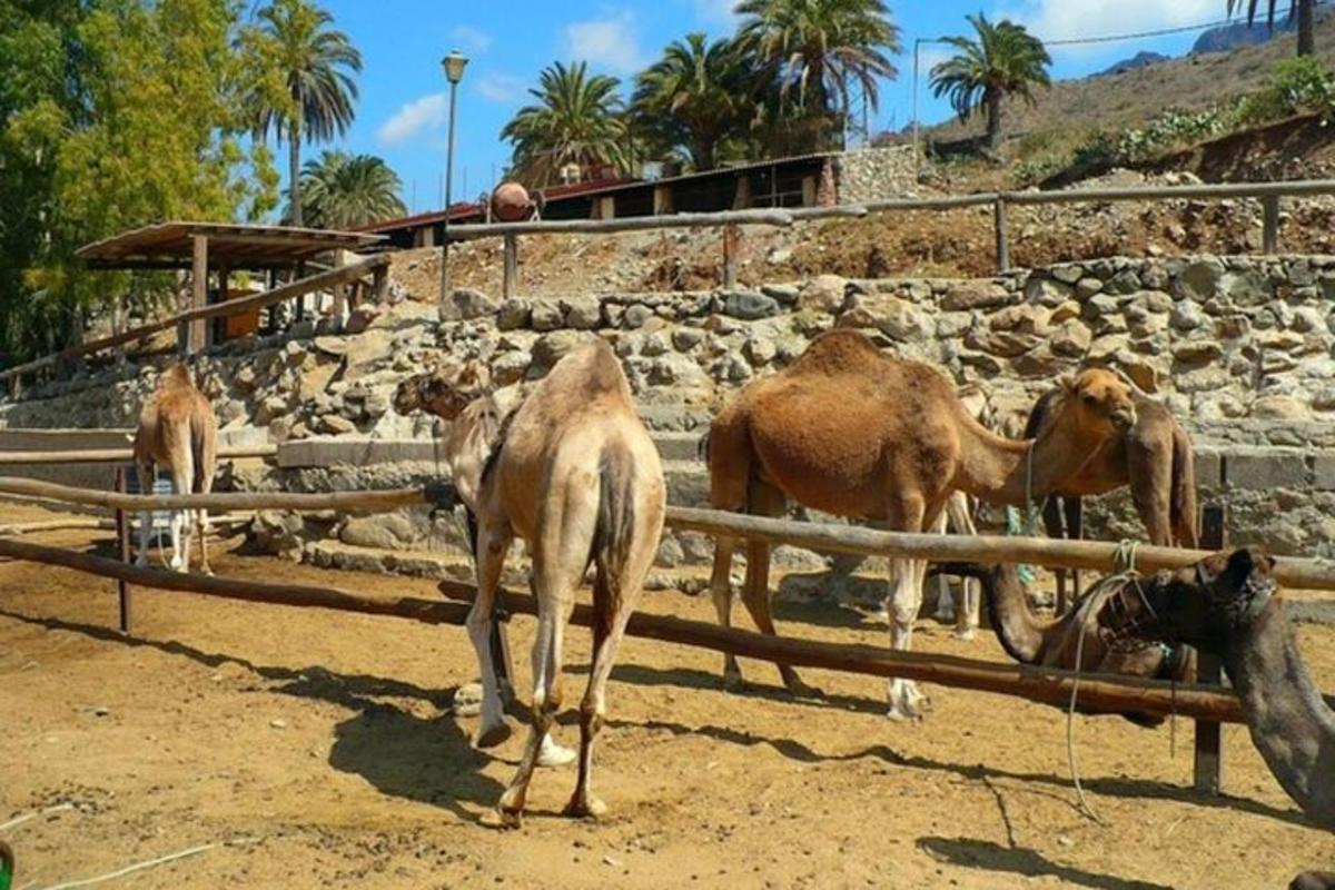 un gruppo di animali in piedi in un campo sterrato