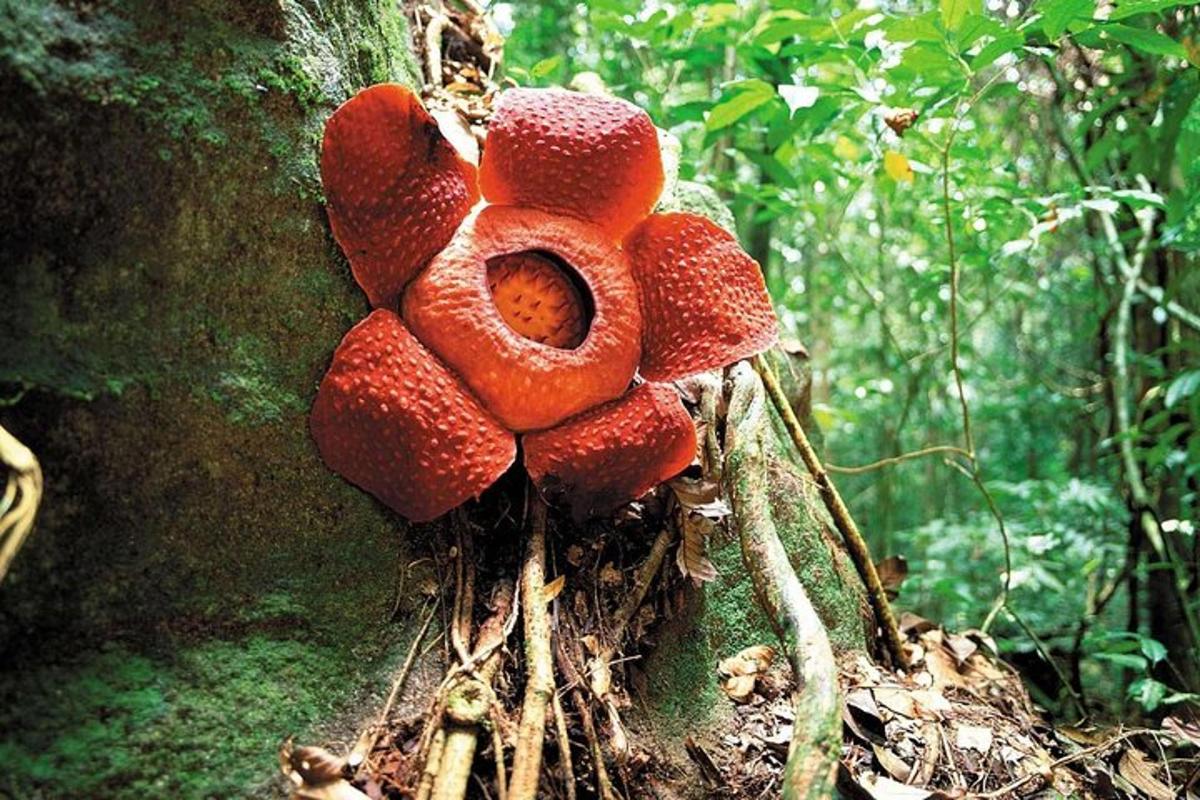 a large red flower on the side of a tree