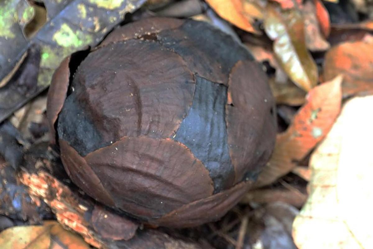 a brown snail is sitting on the ground