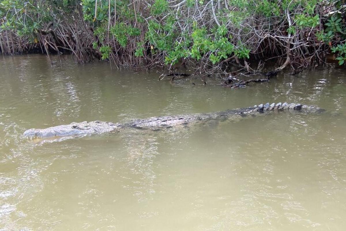 un coccodrillo sdraiato nell'acqua nell'acqua
