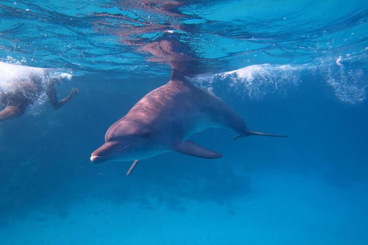a dolphin swimming in the water