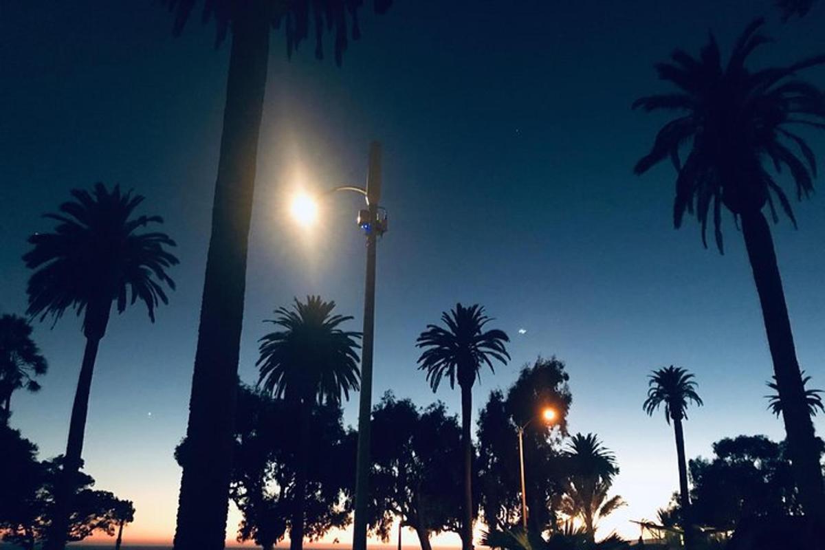 un gruppo di palme di notte con un lampione