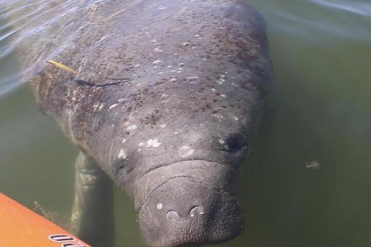 un ippopotamo che tira fuori la lingua nell'acqua