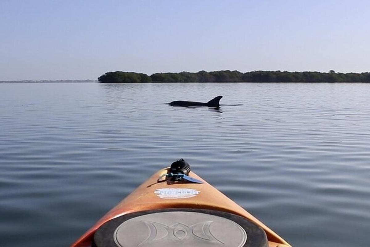 una balena che nuota nell'acqua accanto a un kayak