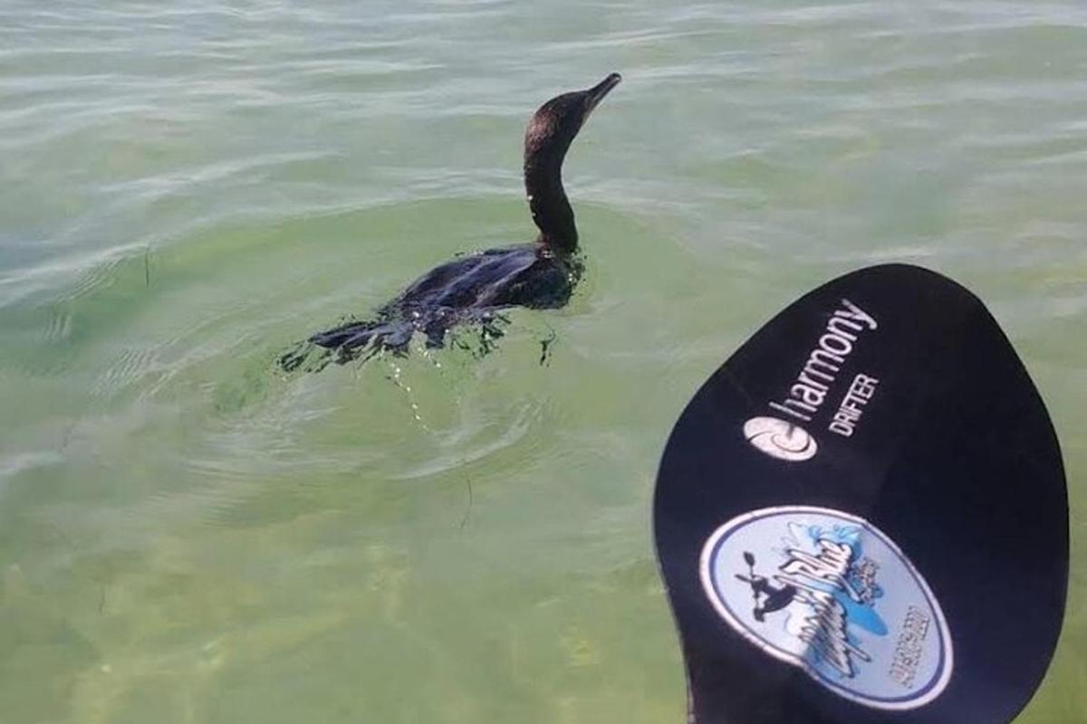 un uccello nero nell'acqua accanto a una pagaia