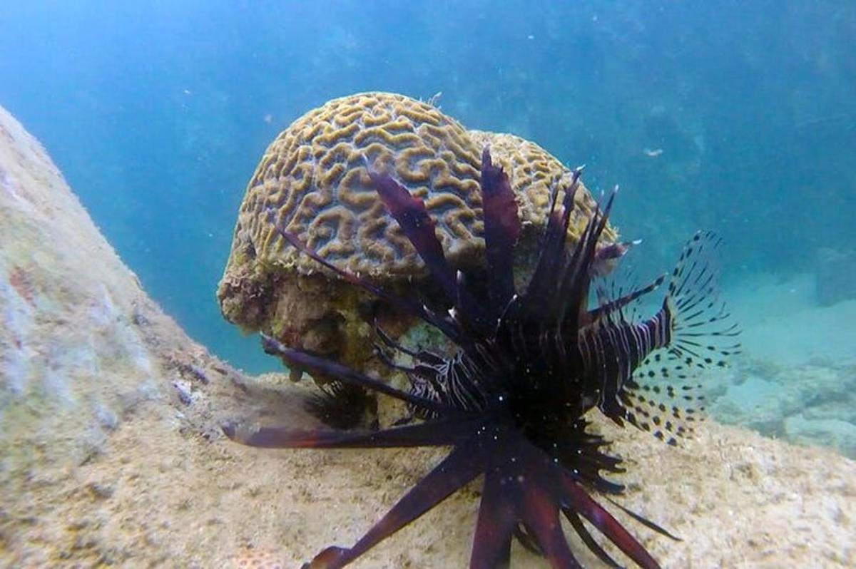 un pește-leu și o anarantula sub apă