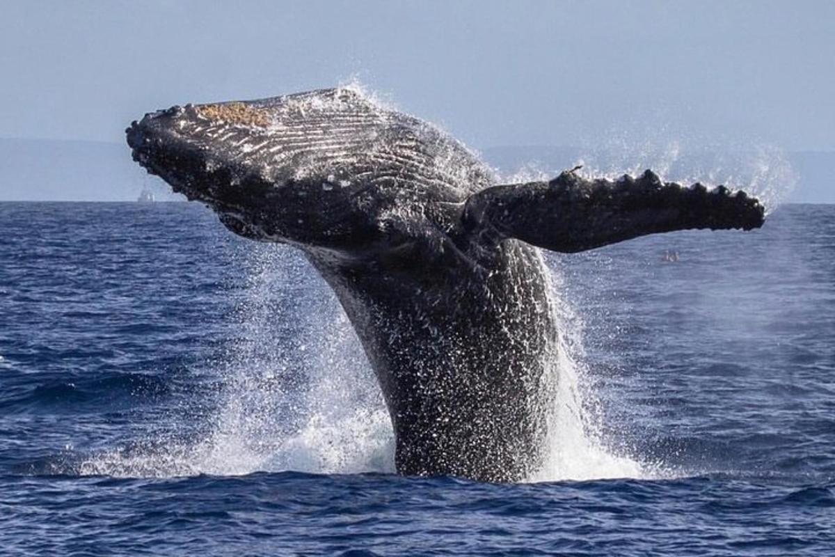 una balena geperuda saltant fora de l'aigua