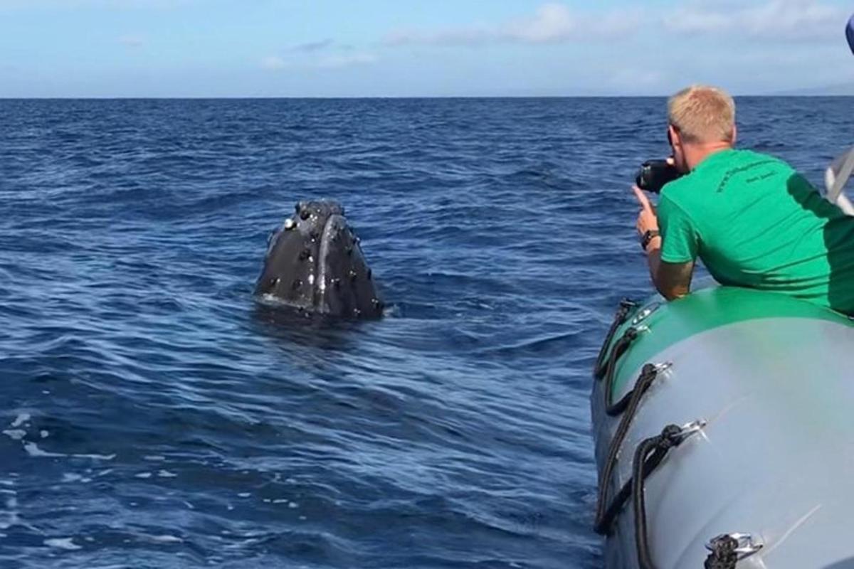 un uomo che scatta una foto a una balena nell'acqua