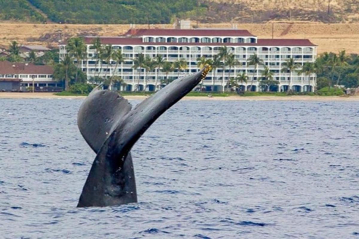una statua di una balena che spunta dall'acqua