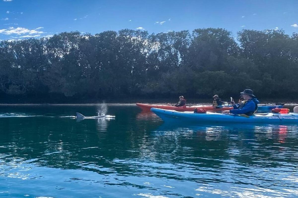 moški v kajaku in delfin v vodi