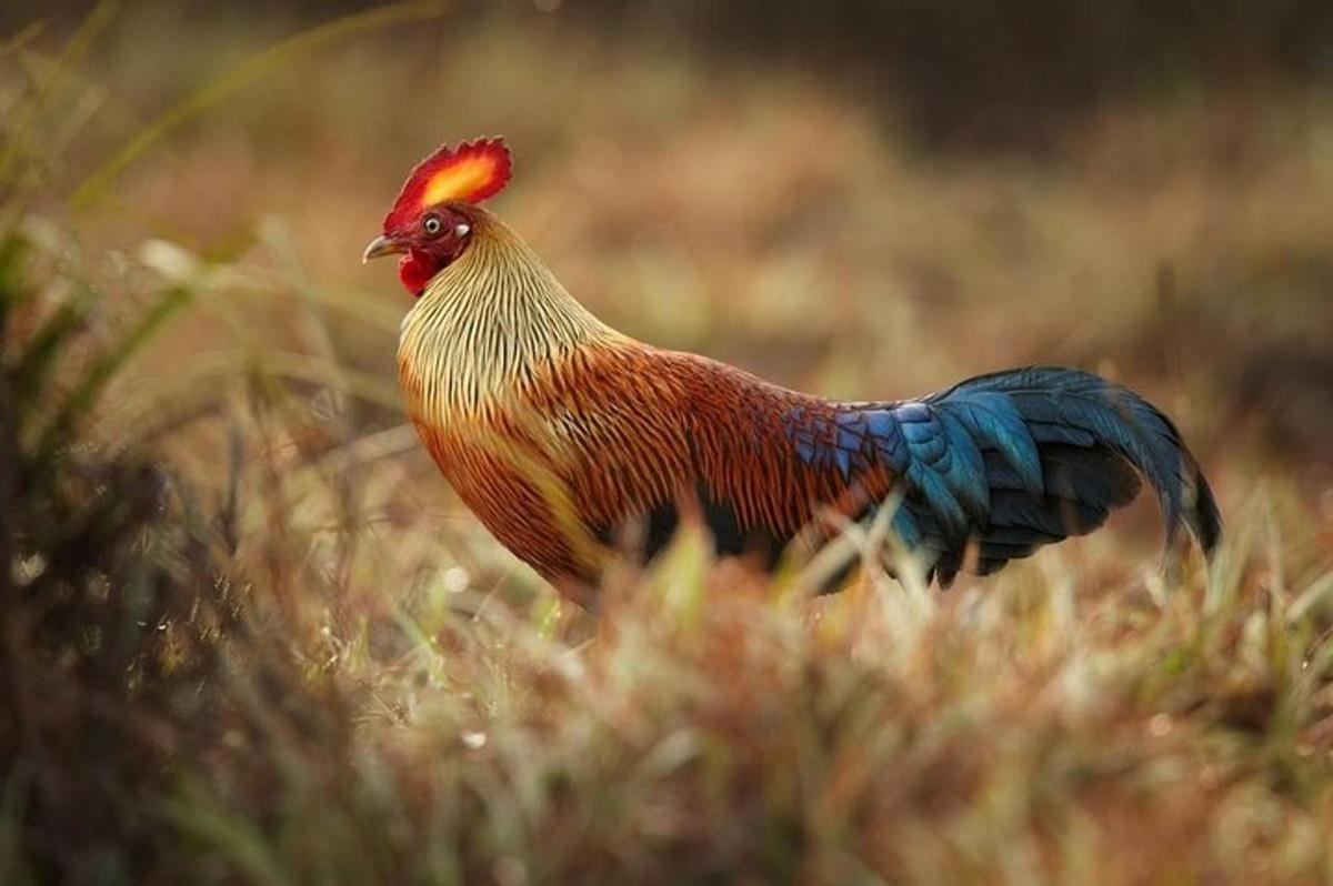 a rooster standing in a field of grass
