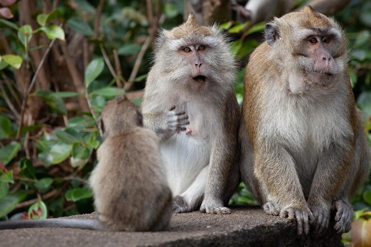 um grupo de três macacos sentados em uma rocha