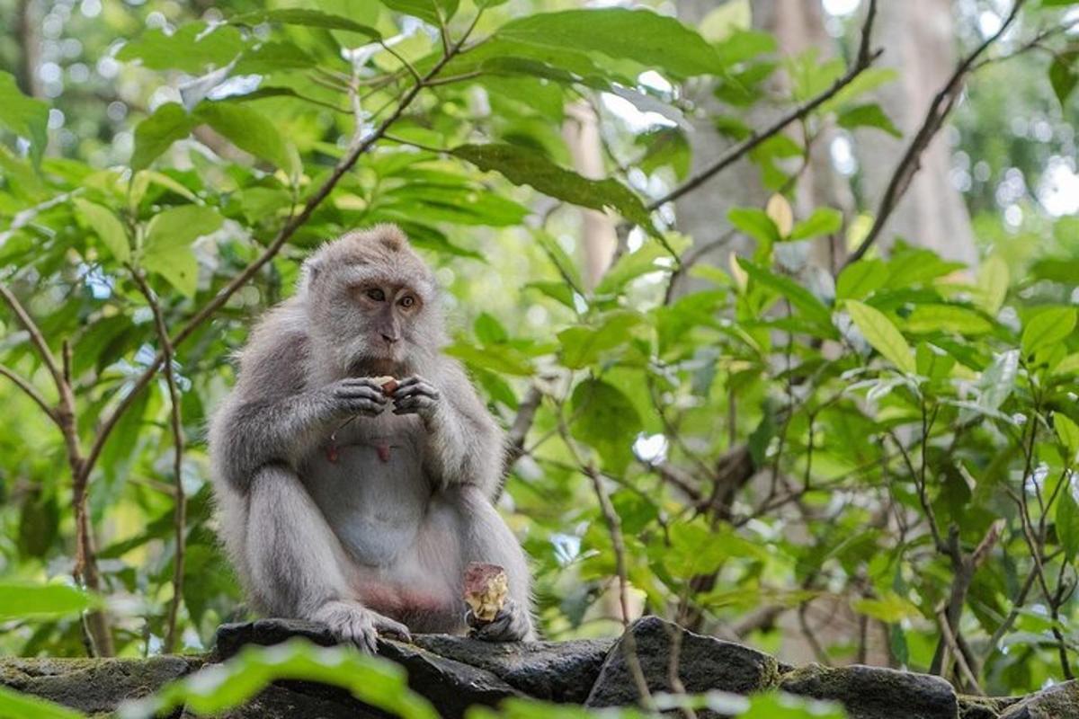 um macaco sentado em um galho de árvore comendo comida