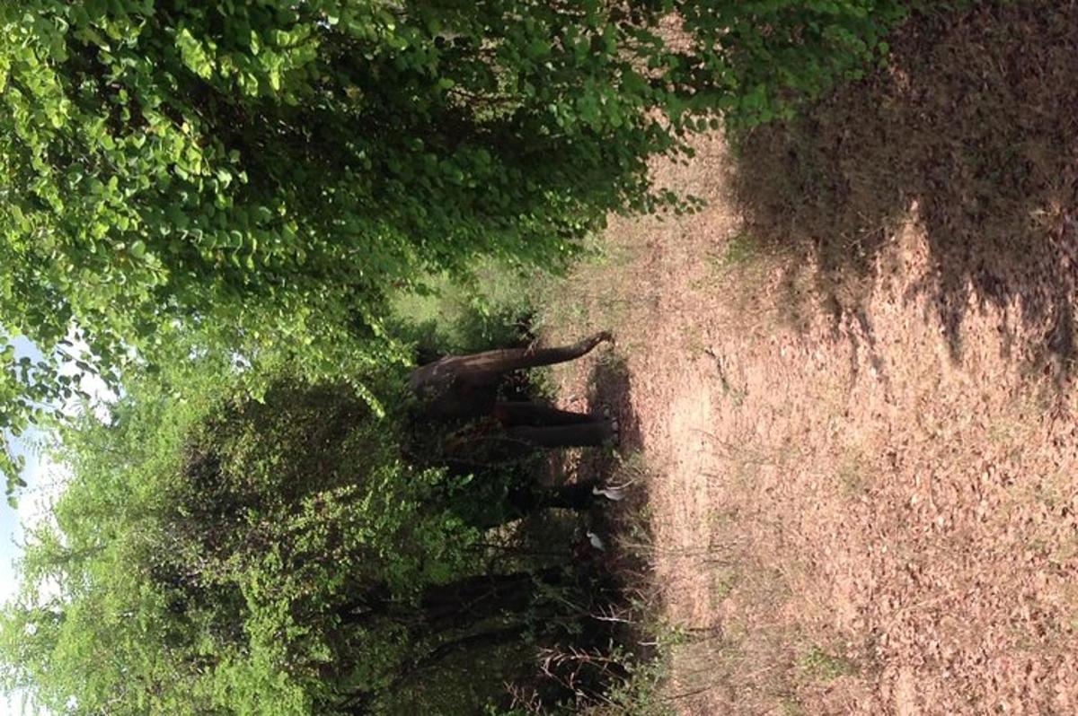 en elefant som går nedover en grusvei ved siden av trær