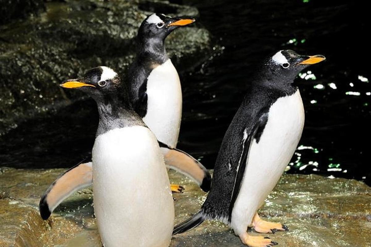 Attraction picture 1