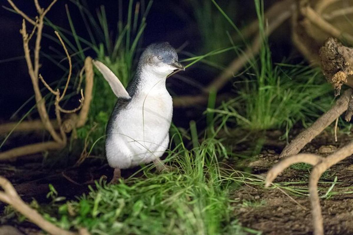 a small bird standing in the grass