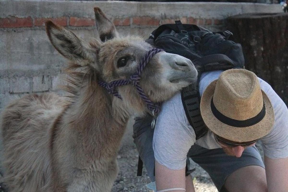 a donkey standing next to a man wearing a hat