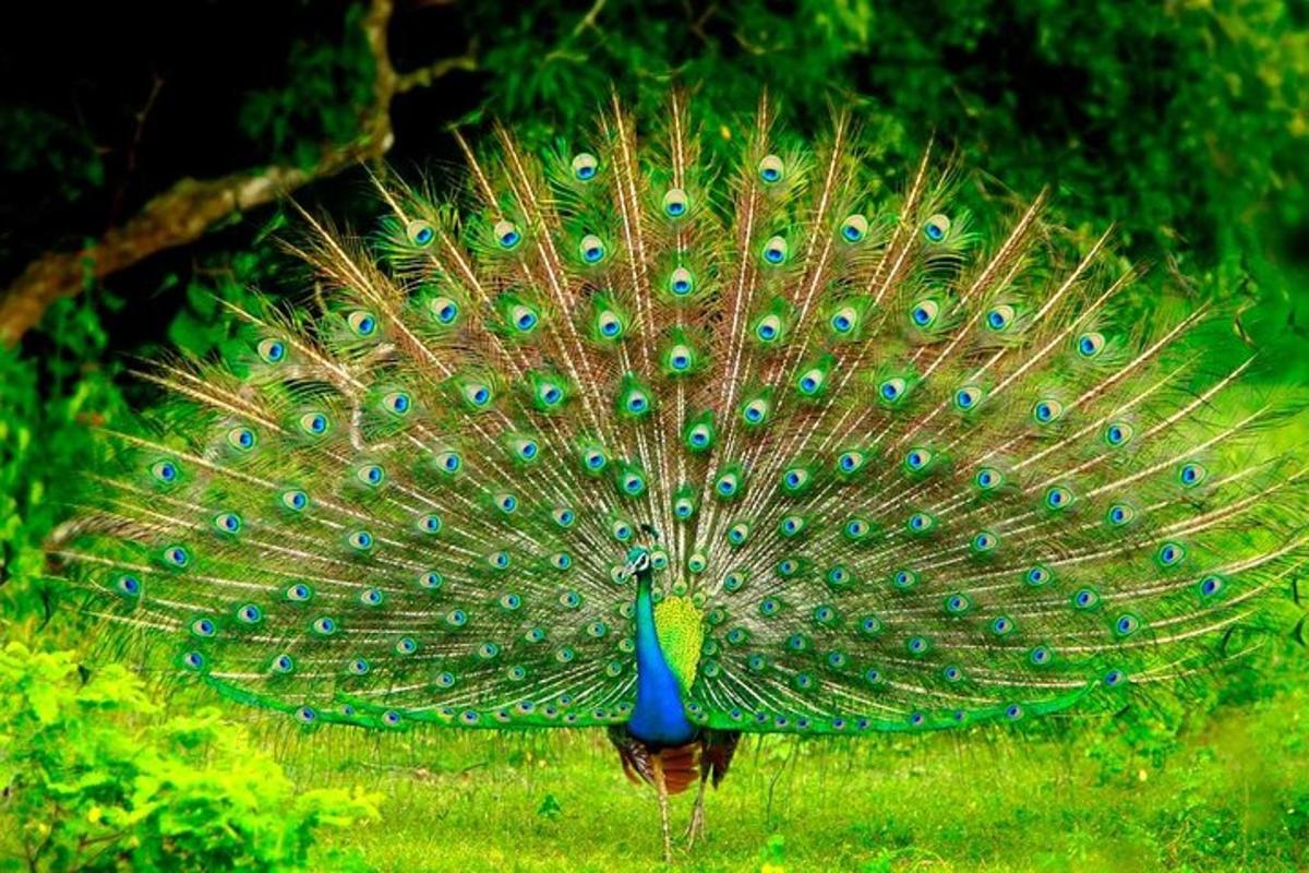 một con công với bộ lông xòe ra được thể hiện