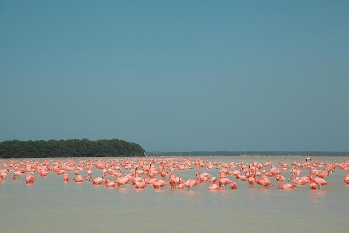 un grande stormo di fenicotteri rosa nell'acqua