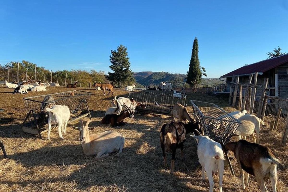 un grupo de cabras pastando en un campo