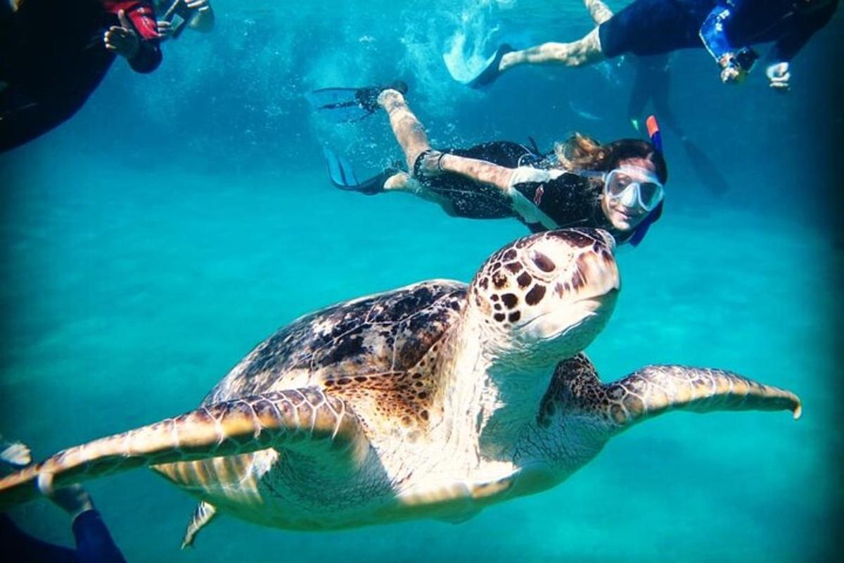 isang green sea turtle na lumalangoy sa tubig