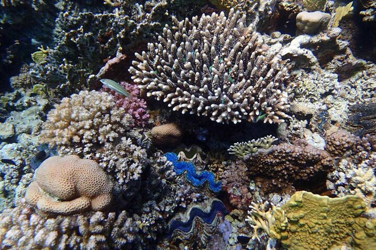 un gruppo di coralli e altri organismi su una barriera corallina