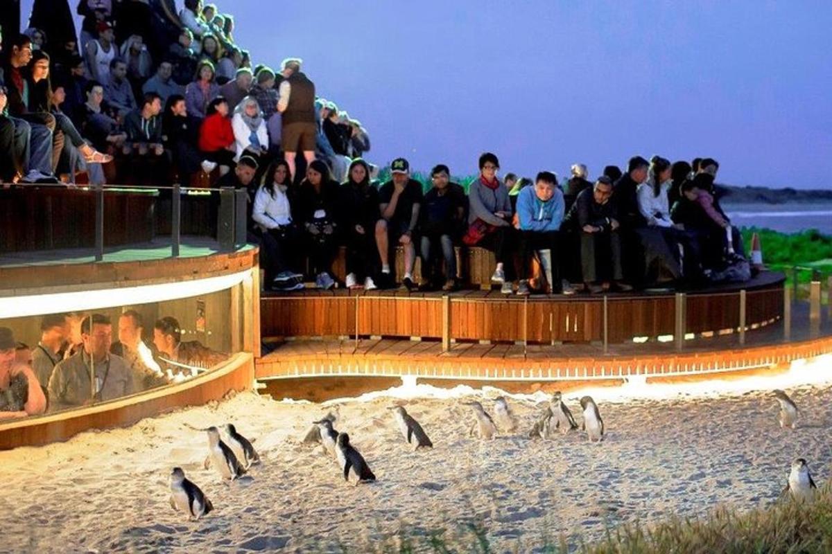 un gruppo di persone che osserva i pinguini sulla spiaggia