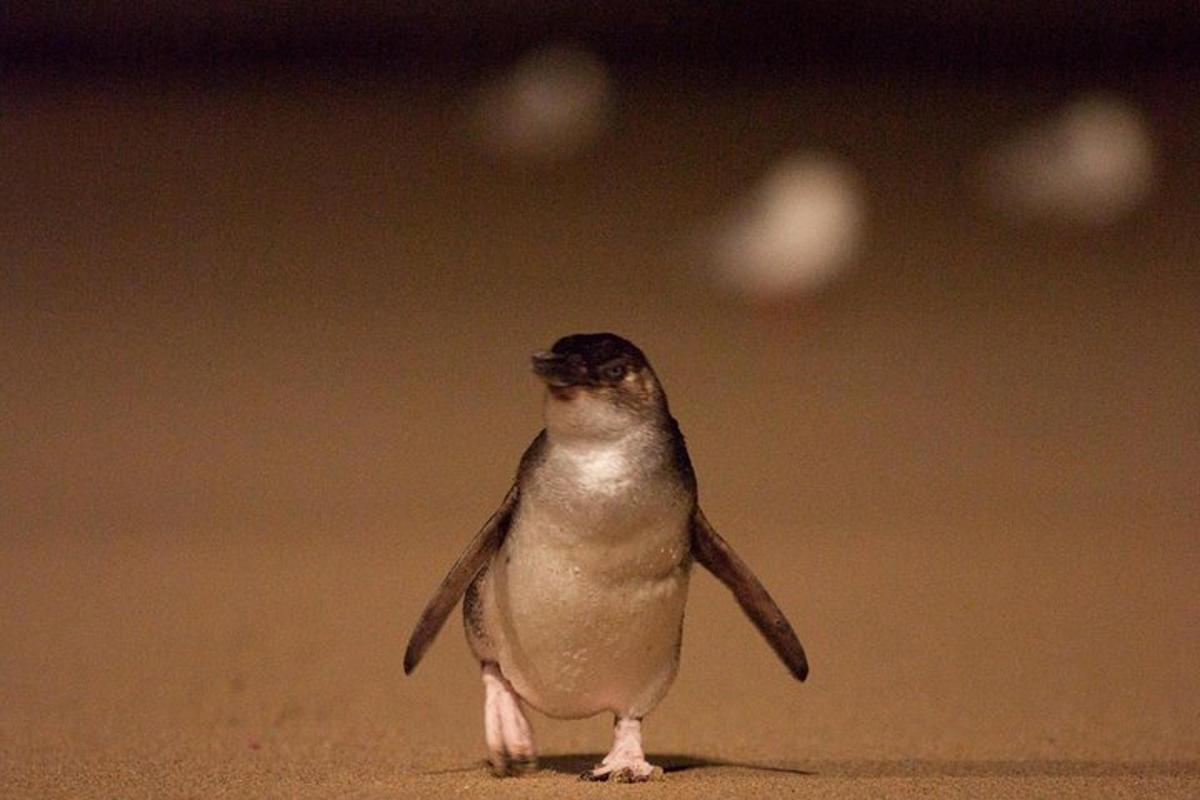 Un pequeño pingüino parado en la arena