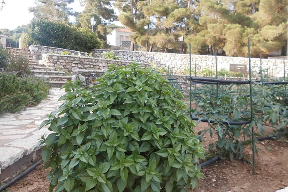 ένα μεγάλο πράσινο φυτό που φυτρώνει σε έναν κήπο