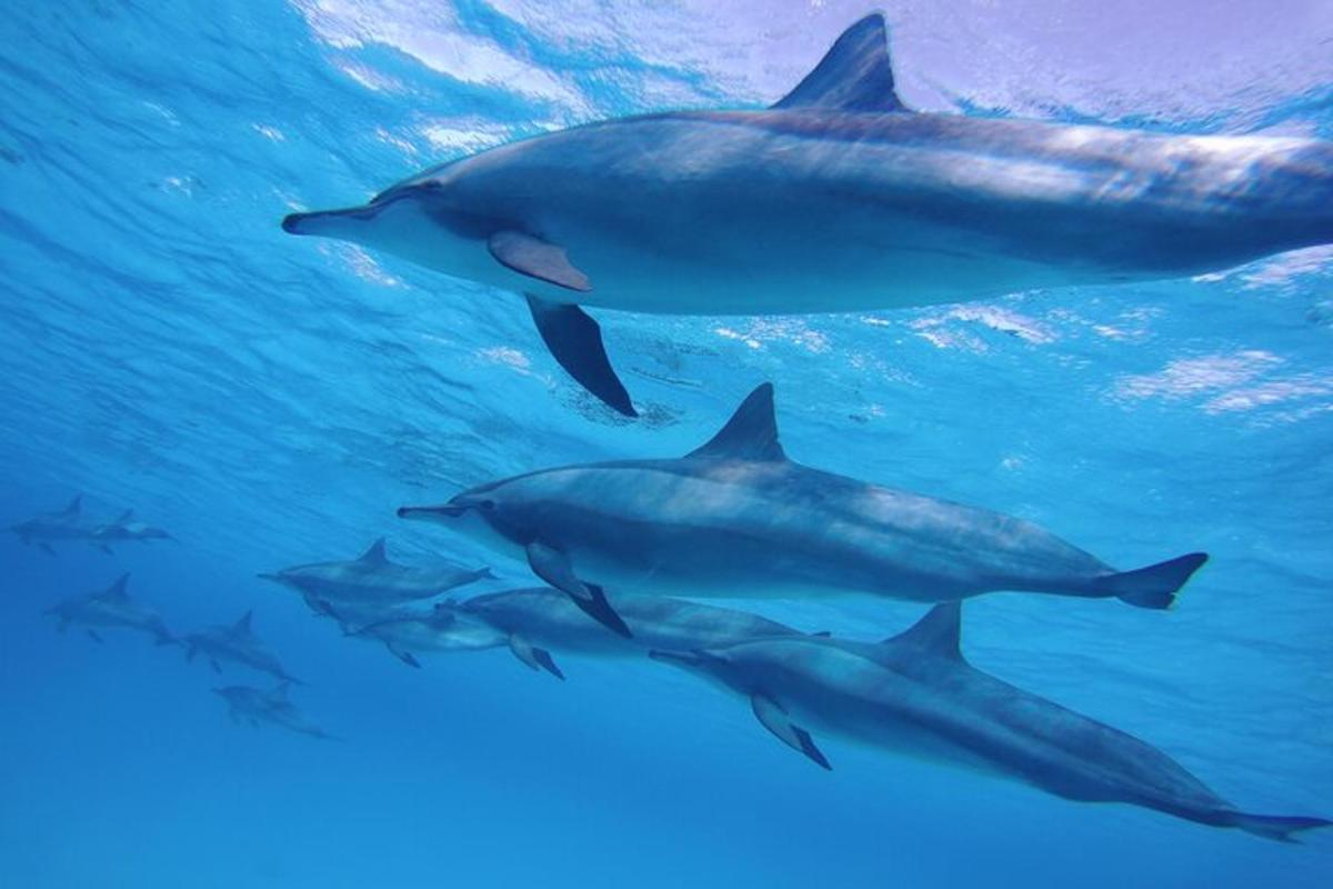 un grupo de delfines nadando en el agua