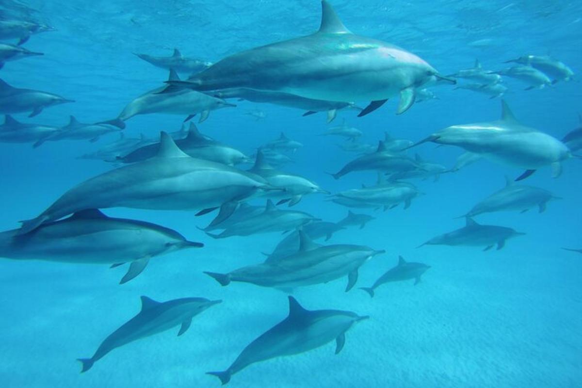una manada de delfines nadando en el océano