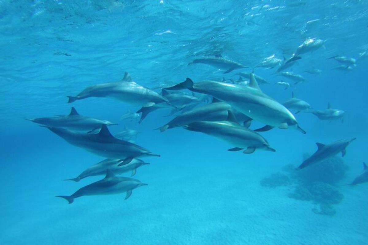 una manada de delfines nadando en el agua