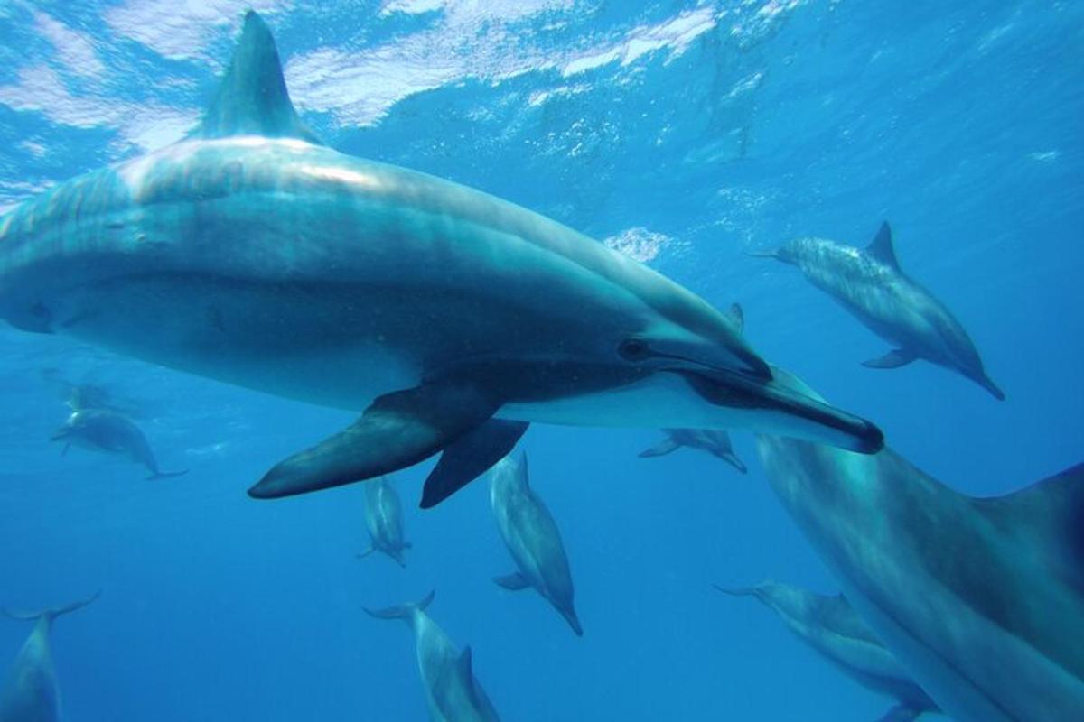 eine Gruppe von Haien, die im Wasser schwimmen
